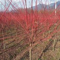 江蘇赤楓價格赤楓基地日本紅楓基地三季紅紅楓