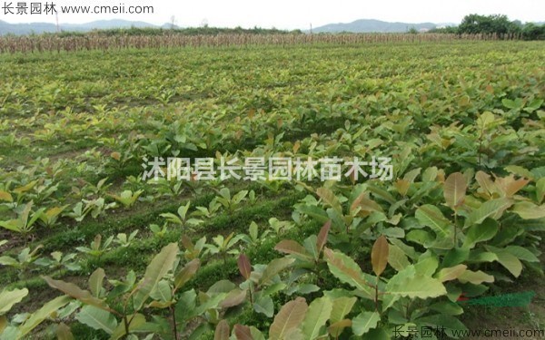哪里有出售厚樸種子？種植厚樸苗一畝地用多少斤種子？