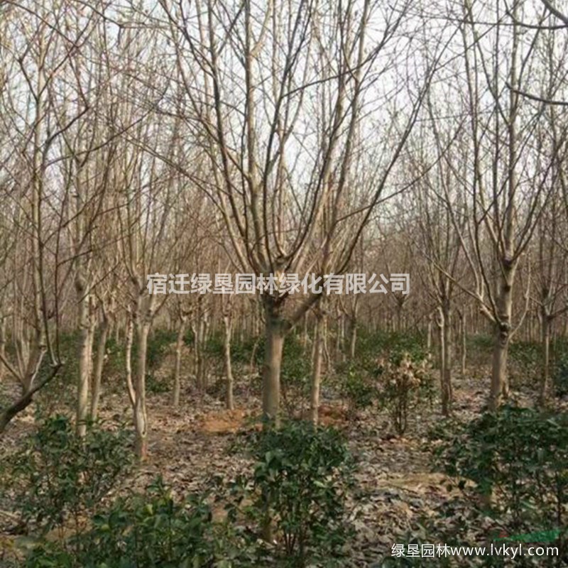白玉蘭·白玉蘭圖片·白玉蘭種植基地