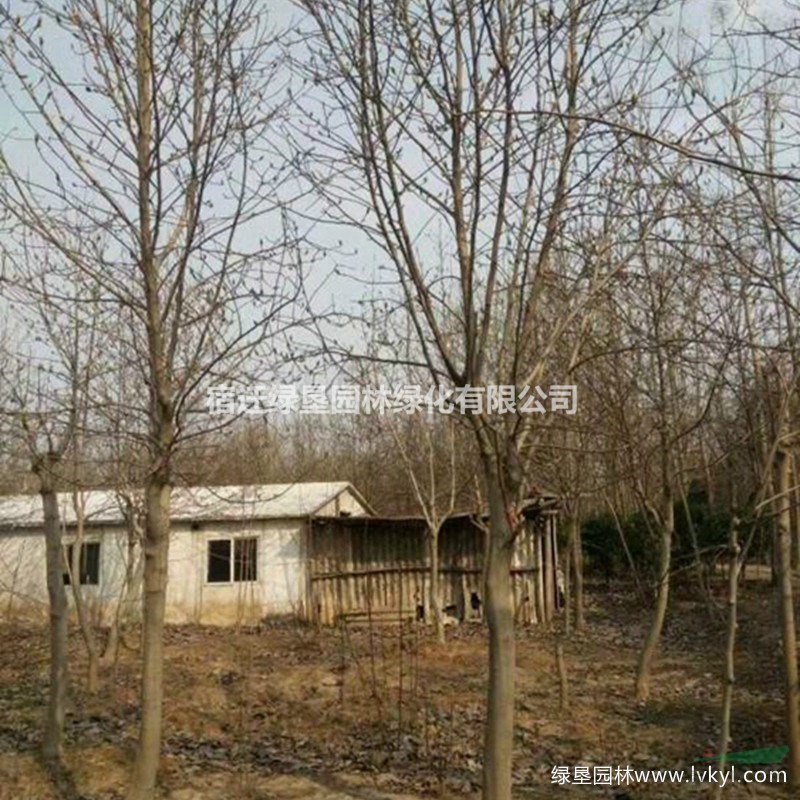 白玉蘭·白玉蘭圖片·白玉蘭種植基地