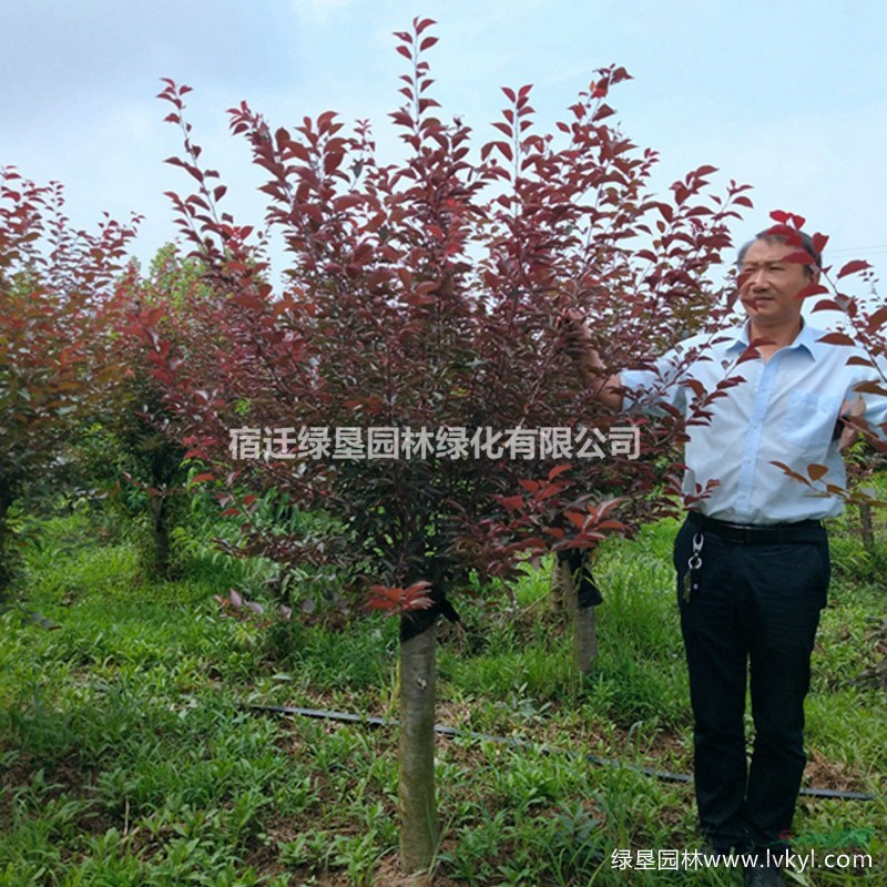 【美人梅】·美人梅圖片·美人梅種植基地
