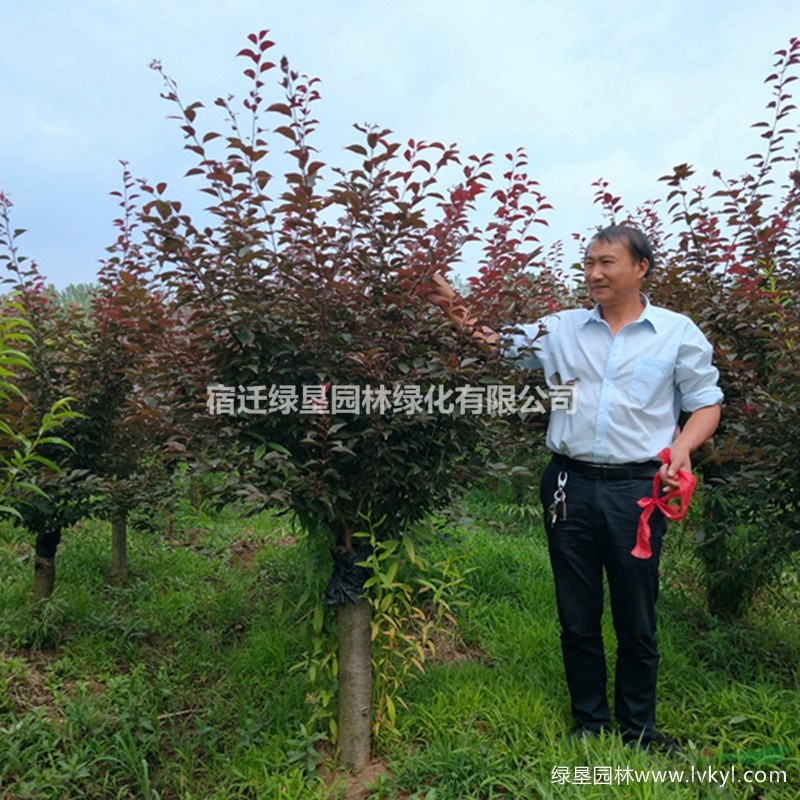【美人梅】·美人梅圖片·美人梅種植基地