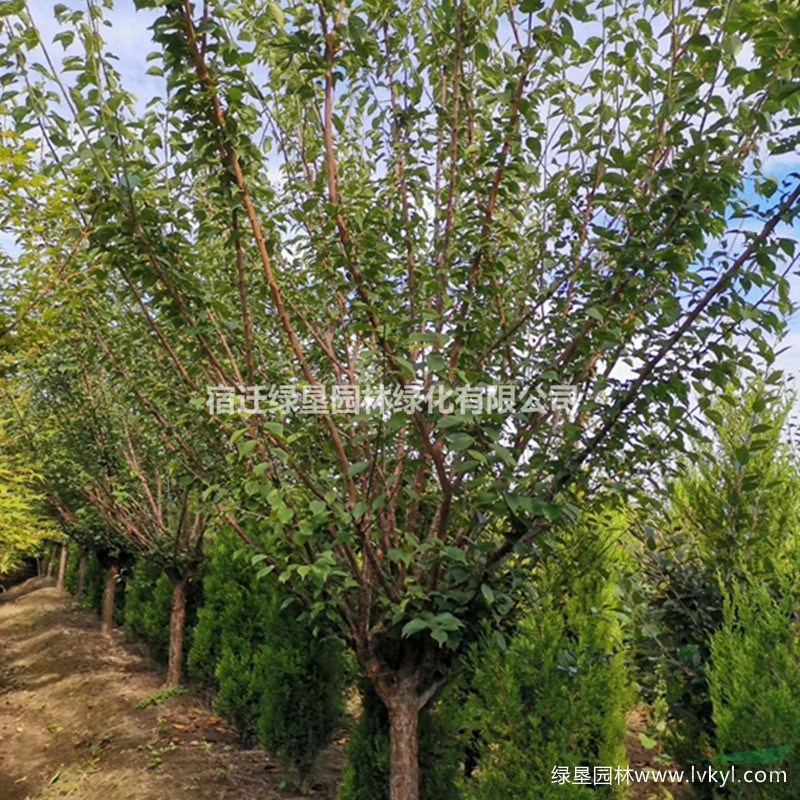 紅梅·紅梅圖片·紅梅種植基地