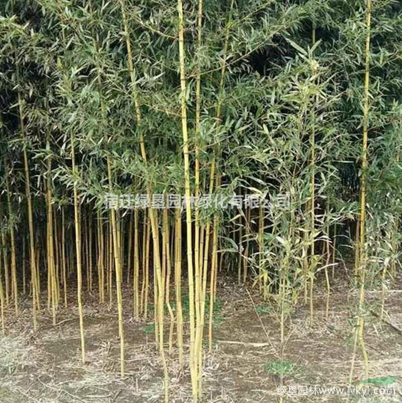 大量黃竹