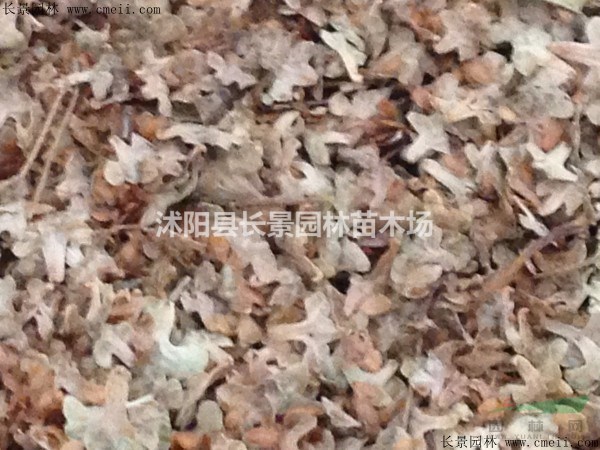 白樺種子哪里買到？白樺種子什么價(jià)格？