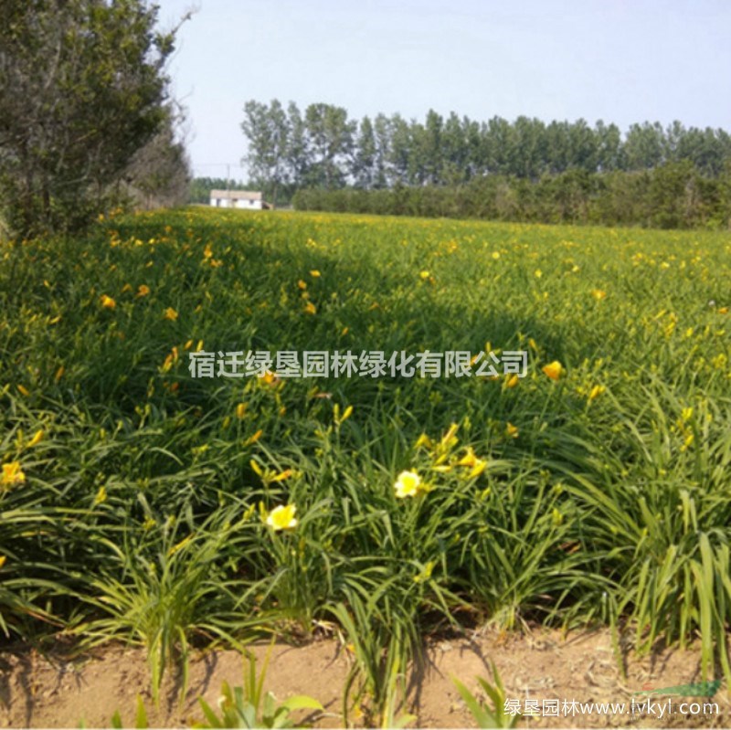 萱草·萱草圖片·萱草種植基地