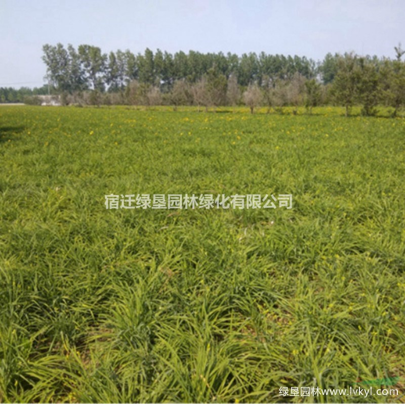 常綠萱草·常綠萱草種植基地·常綠萱草圖片