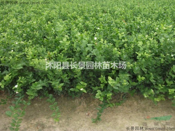 請問紫茉莉的種子哪里能買到？