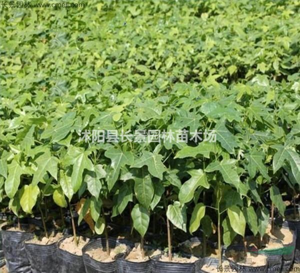 2020年菩提種子多少錢一斤，菩提種子批發(fā)價格