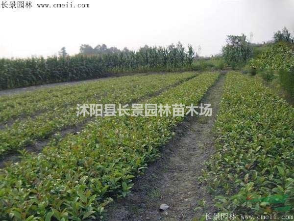 中華蚊母種子價格，中華蚊母種子哪里有賣？