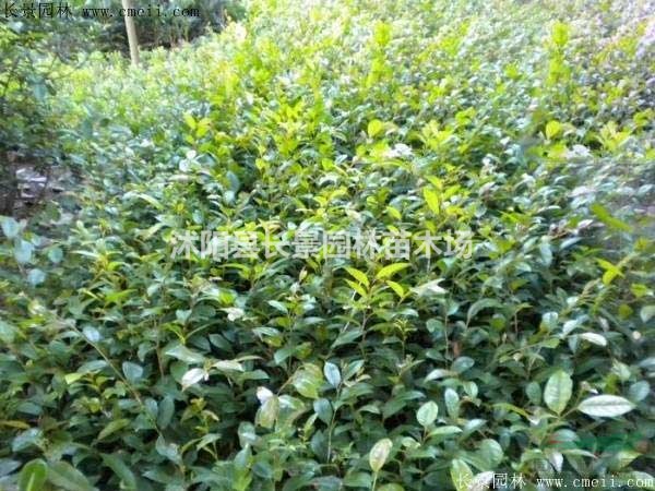 中華蚊母種子價格，中華蚊母種子哪里有賣？