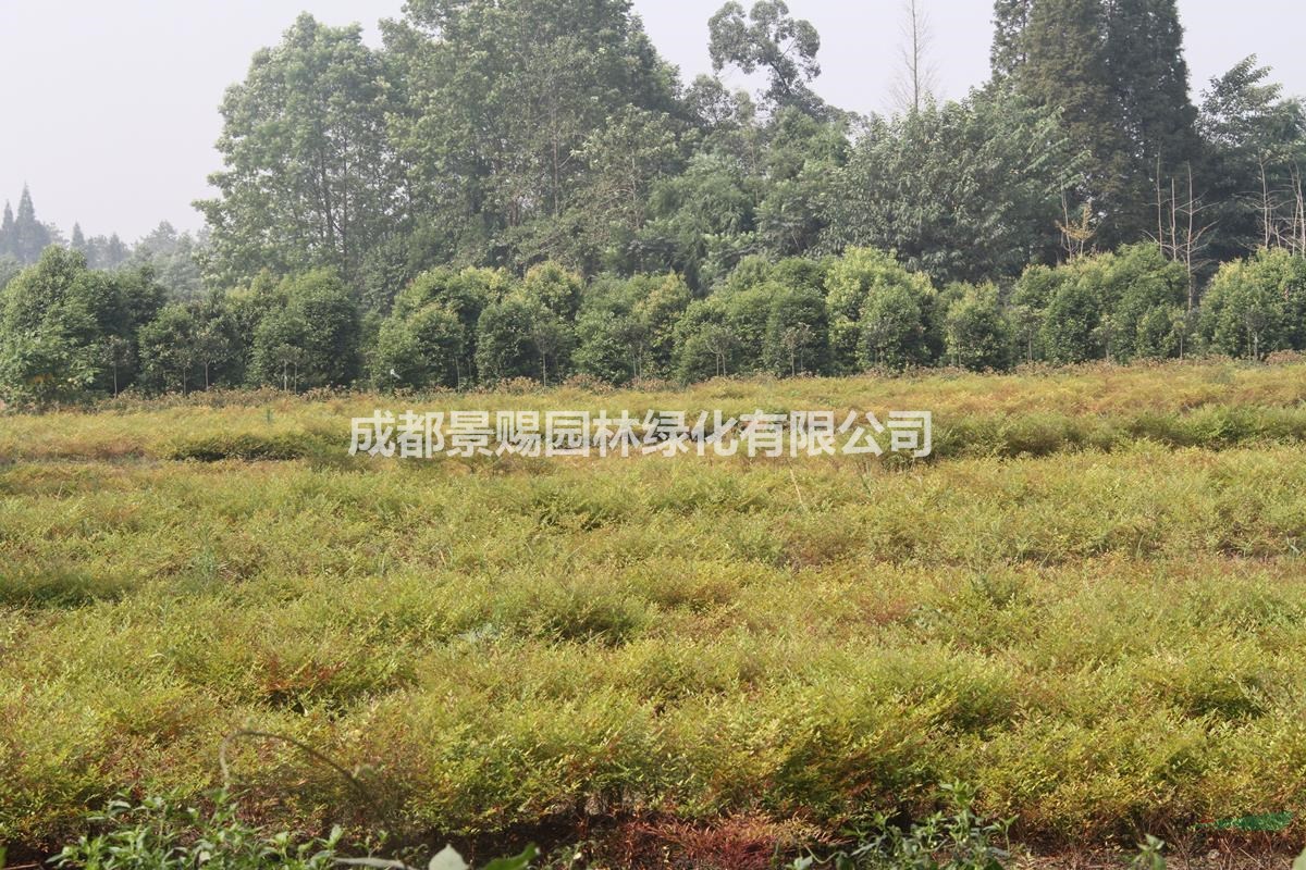 南天竹杯苗地苗出售 南天竹基地出售 南天竹高矮的苗子都有