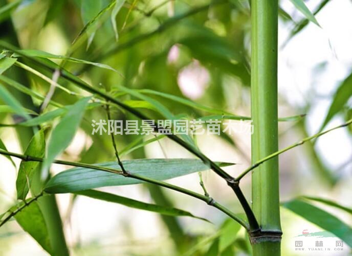 青竹