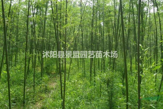 青竹
