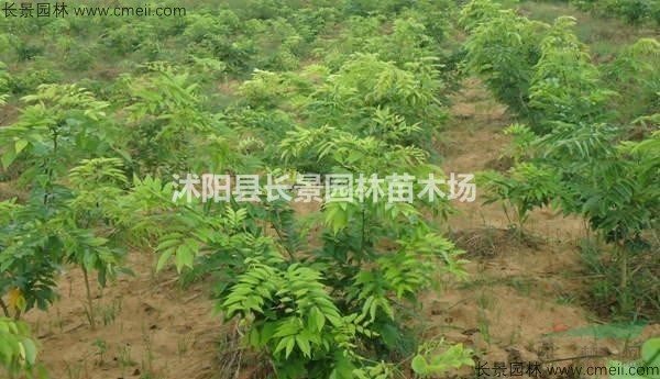 黃花梨種子多少錢一斤？