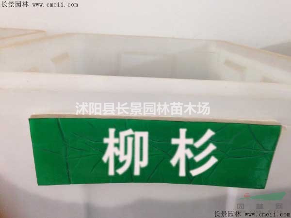 購買柳杉種子去哪里？