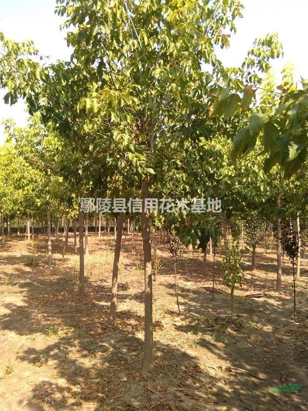 河南青葉和金葉復葉槭3公分至12公分