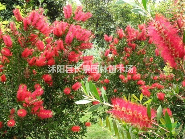 2020紅千層種子什么價(jià)格？