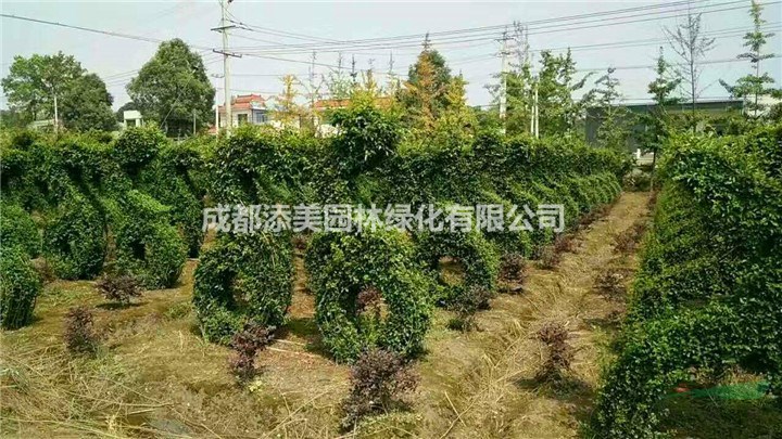 小葉女貞造型出售 四季常青的造型植物 小葉女貞基地出售