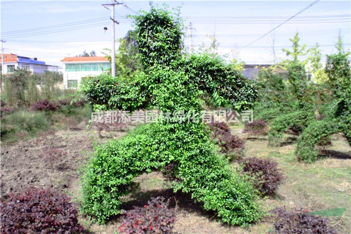 小葉女貞造型出售 四季常青的造型植物 小葉女貞基地出售