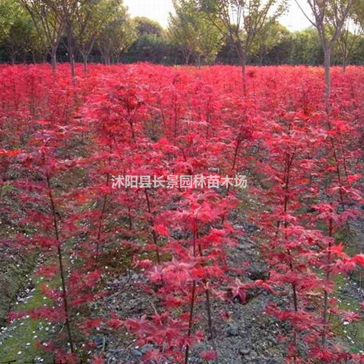 日本紅楓種子哪里有賣的？