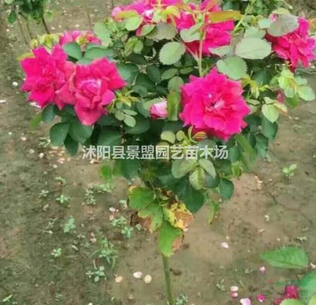 月季樹12月份可以種嗎？