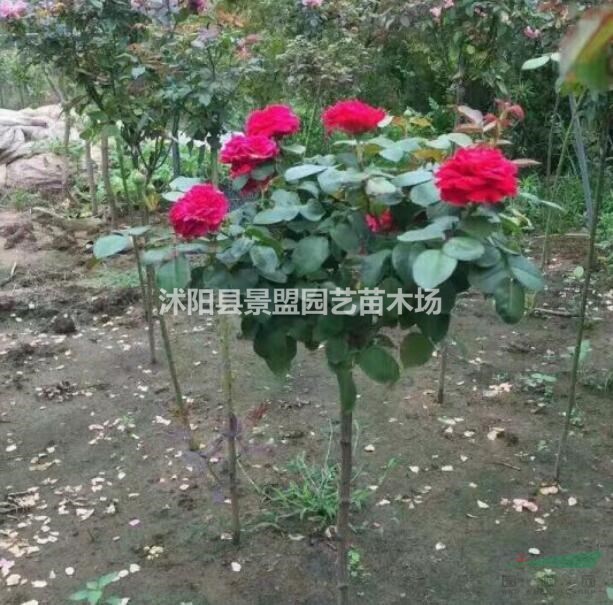 月季樹12月份可以種嗎？