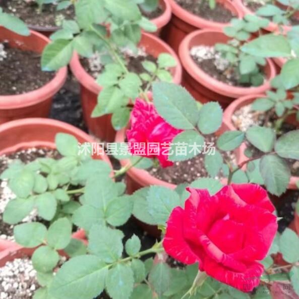 歐洲月季苗今年什么價(jià)格？月季花小苗