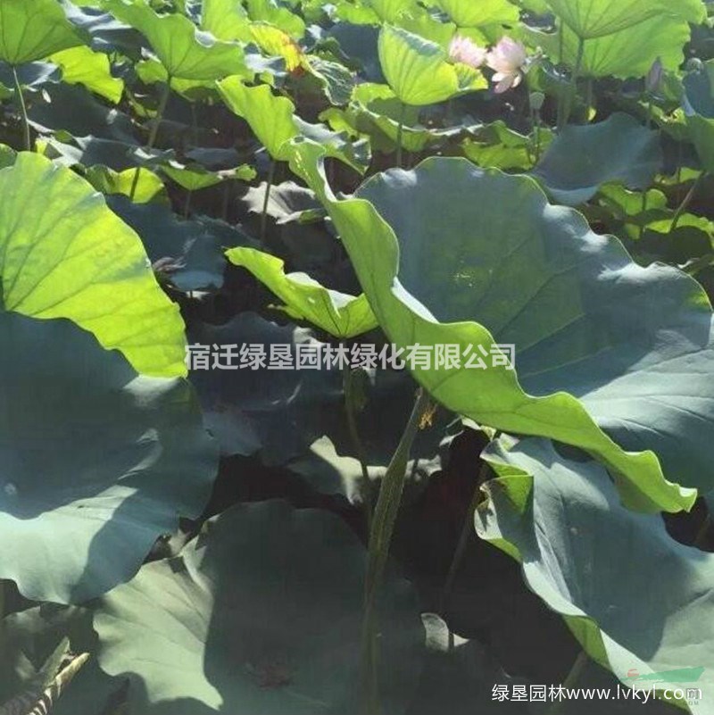 蓮藕苗大量出售·蓮藕苗價格·蓮藕苗圖片
