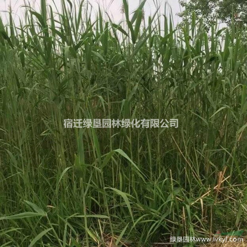 蘆葦大量供應(yīng)·蘆葦種植基地·優(yōu)質(zhì)蘆葦