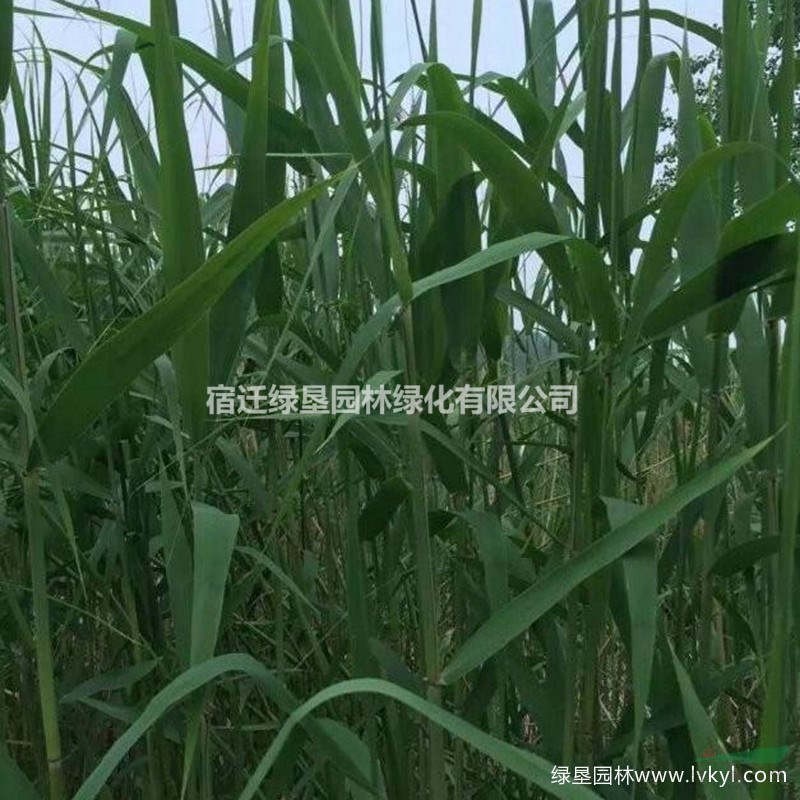 蘆葦大量供應(yīng)·蘆葦種植基地·優(yōu)質(zhì)蘆葦