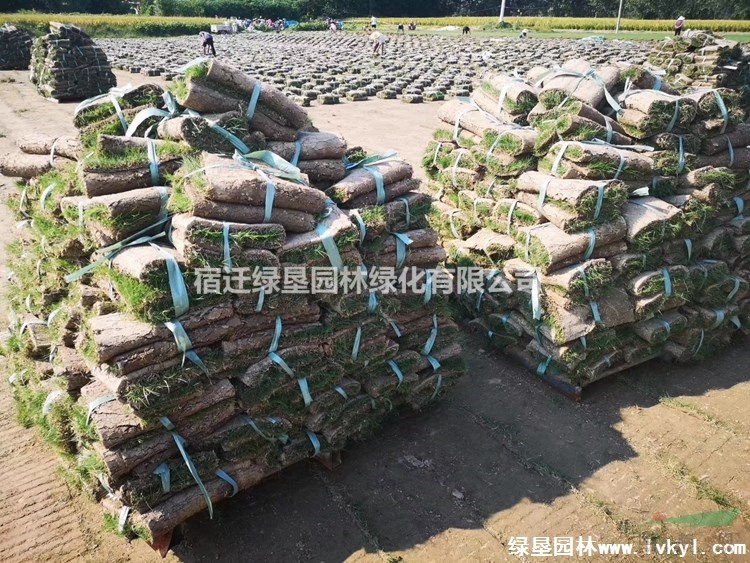 高羊茅草坪·高羊茅草坪圖片·高羊茅草坪種植基地