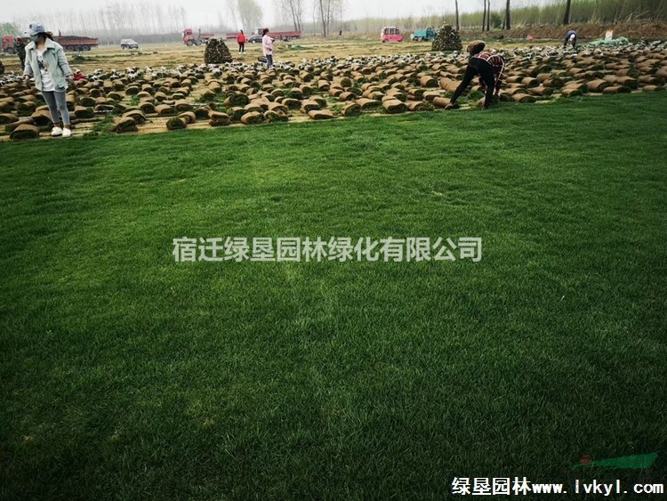 馬尼拉草坪·馬尼拉草坪圖片·馬尼拉草坪種植基地
