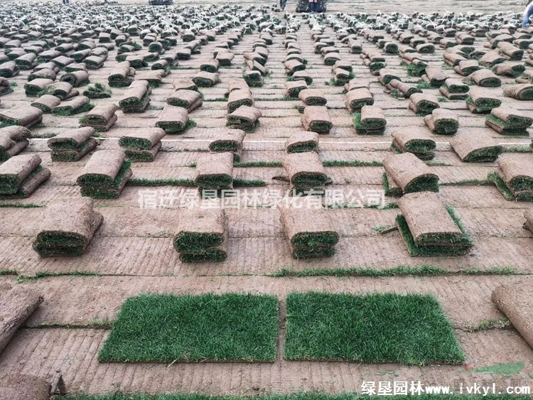 馬尼拉草坪·馬尼拉草坪圖片·馬尼拉草坪種植基地