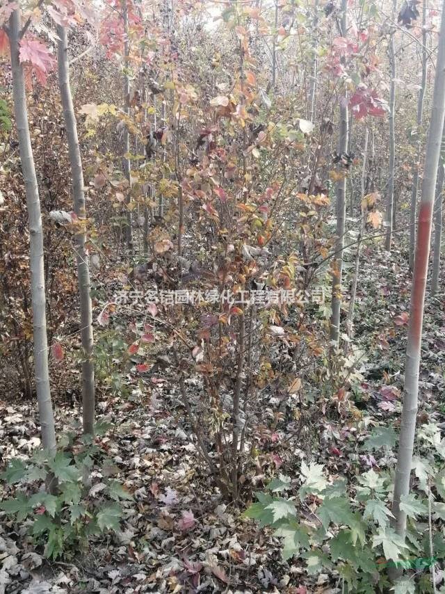 叢生紫薇