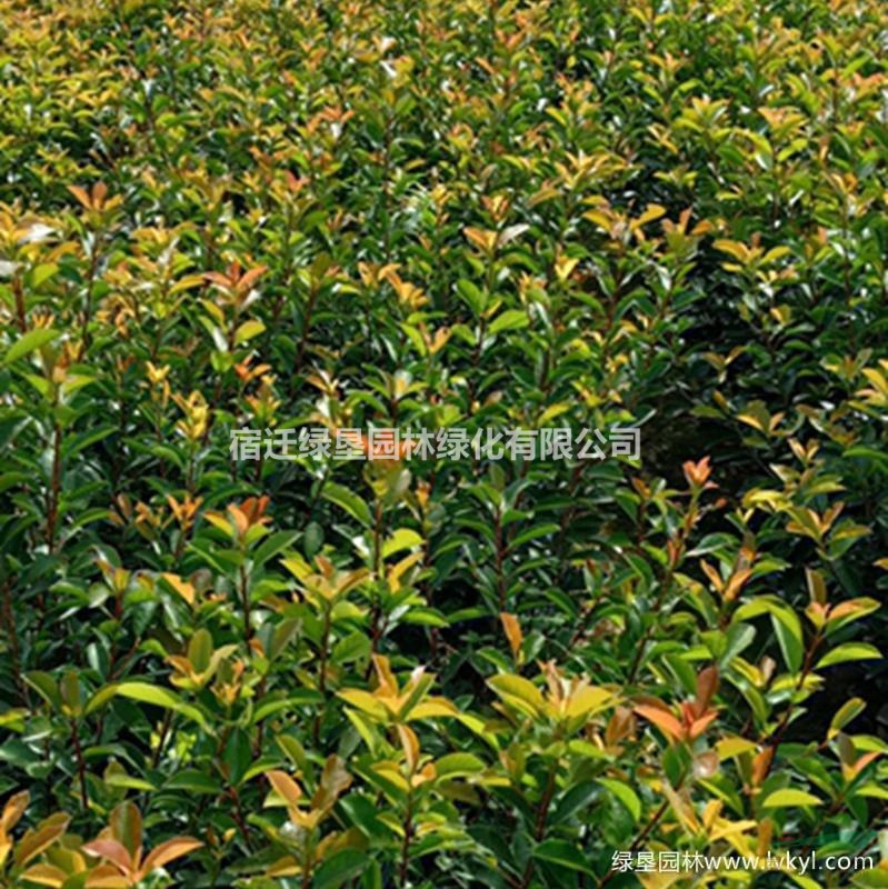 红叶石楠苗·红叶石楠图片·红叶石楠种植基地