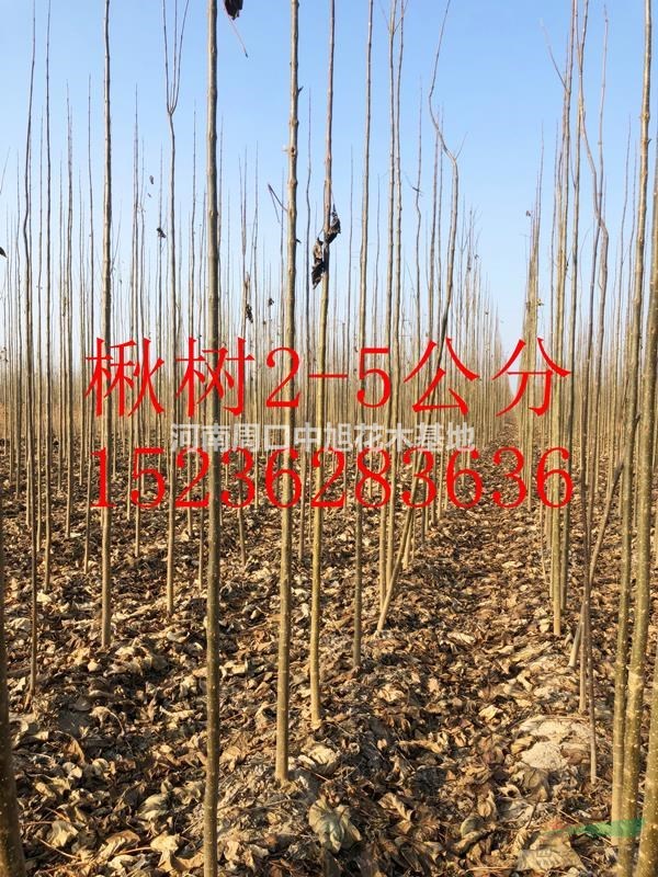 2公分楸樹一年苗，低價銷售中