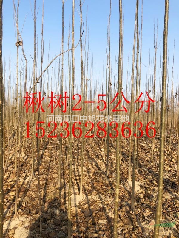 2公分楸樹一年苗，低價銷售中