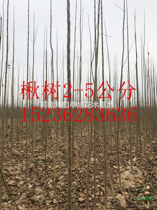 4公分楸樹，一級樹形，工程優(yōu)選