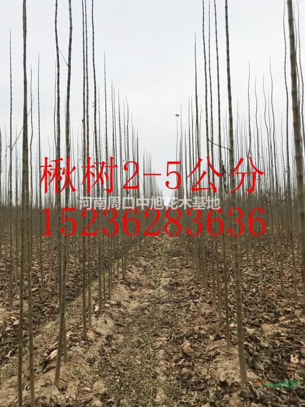 4公分楸樹，一級樹形，工程優(yōu)選