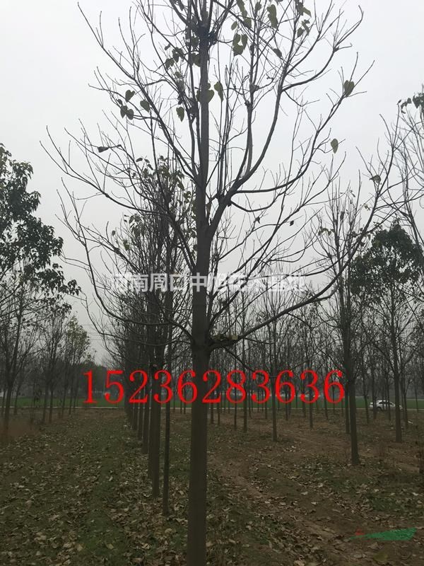 15公分楸樹，低價處理中，僅限3天