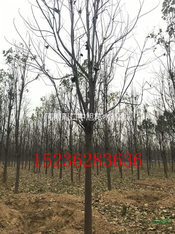 15公分楸樹，低價處理中，僅限3天
