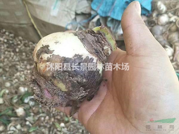 朱頂紅種球批發(fā)什么價格？