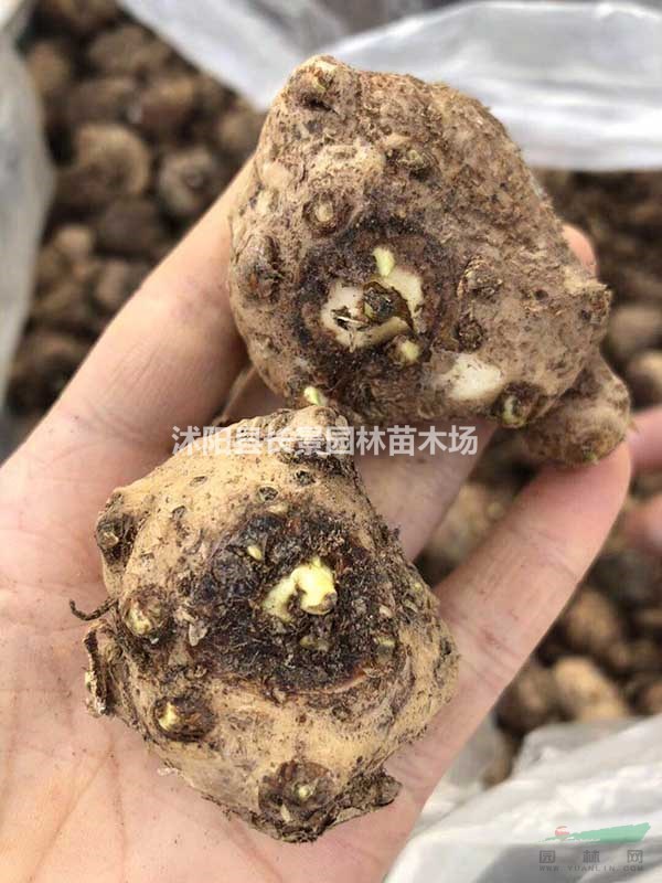 馬蹄蓮種球的批發(fā)價(jià)格？