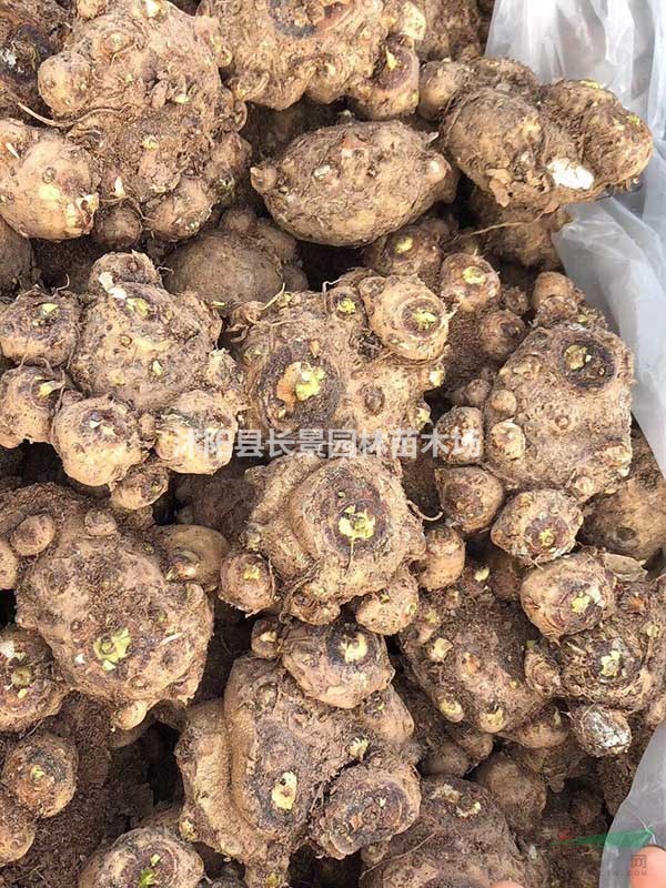 馬蹄蓮種球的批發(fā)價(jià)格？