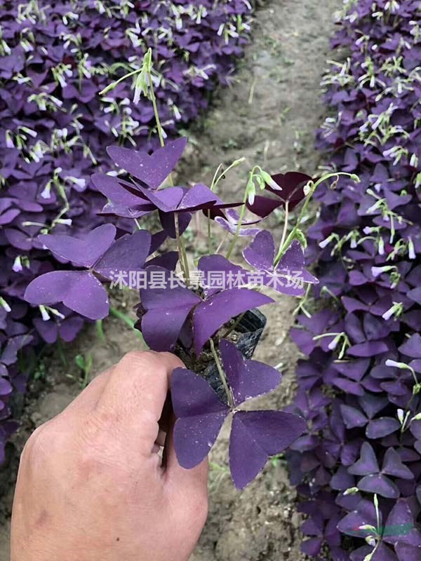 紫叶草种苗批发价格？