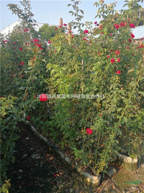 藤蔓月季 藤蔓月季基地供應 江蘇貨源
