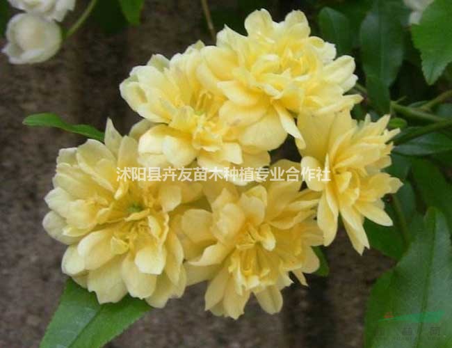 供應(yīng)木香花 木香花基地直銷 價(jià)格優(yōu)惠