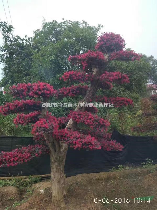 造型紅花繼木/紅花繼木樁/紅繼木盆景/造型紅繼木/造型紅桎木