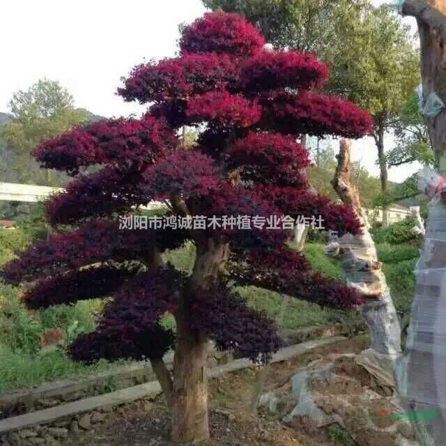 造型紅花繼木/紅花繼木樁/紅繼木盆景/造型紅繼木/造型紅桎木